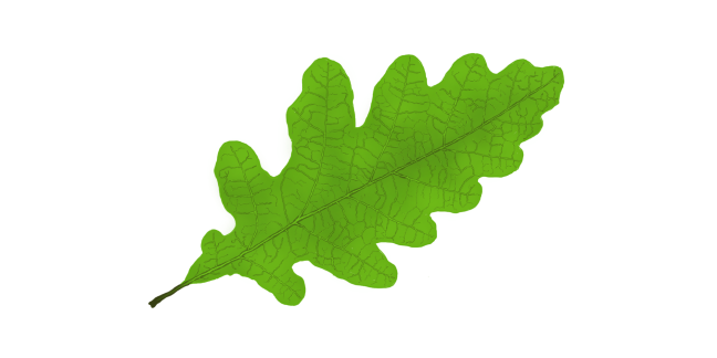 Leaf Transperant